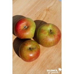 POMMIER 'Cox's Orange' FF...