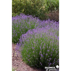 LAVANDULA angustifolia FF...