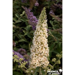 BUDDLEJA davidii Reve de...