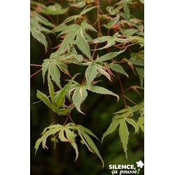 ACER palmatum 'Butterfly'...