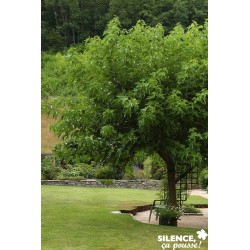 MORUS alba 'Fruitless' FF...