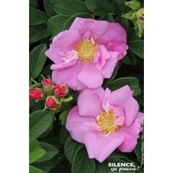 ROSIER rugosa Angelia®...