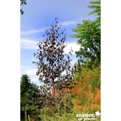 BETULA 'Crimson Frost' FF...