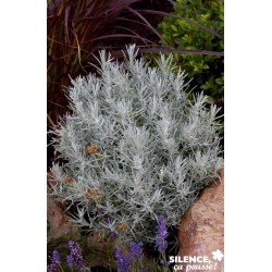 HELICHRYSUM italicum...