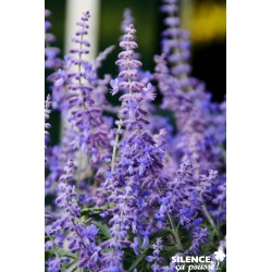 PEROVSKIA atriplicifolia...