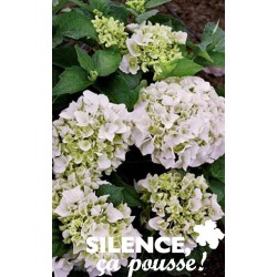 HYDRANGEA macrophylla...