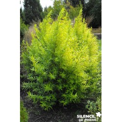 SALIX udensis 'Golden...