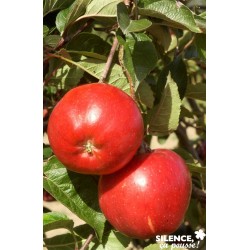 POMMIER 'Melrose' FF DBLE-U...