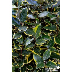 ELAEAGNUS submacrophylla...