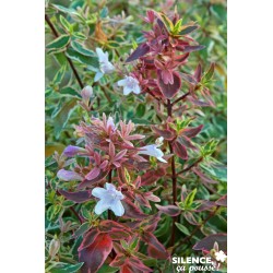 ABELIA grandiflora...
