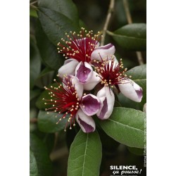 FEIJOA sellowiana FF 80/100...