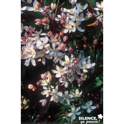 CLEMATIS armandii 'Apple...