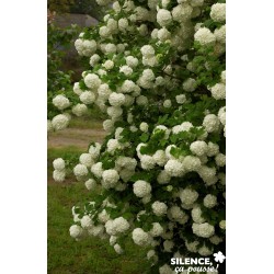 VIBURNUM opulus 'Roseum' FF...