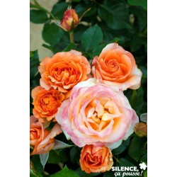 ROSIER PF Ibiza® FF ½TG C10L