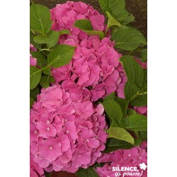 HYDRANGEA macrophylla...