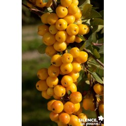MALUS robusta 'Yellow...
