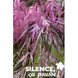 ACER palmatum 'Hana-matoi'...