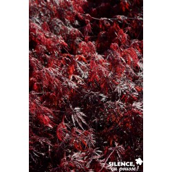 ACER dissectum...