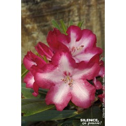 RHODODENDRON hybride 'Sir...