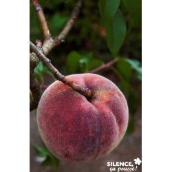 PECHER 'Michelini' FF ½TG C15L