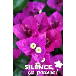 BOUGAINVILLEA FF TIPI 60/80...