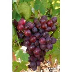 VIGNE 'Cardinal' FF TUT...