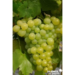 VIGNE 'Italia' FF TUT...