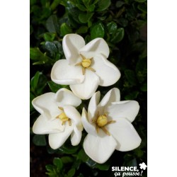 GARDENIA jasminoides...