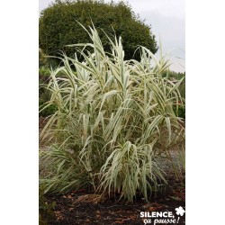 ARUNDO donax 'Variegata' FF...