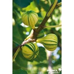 FIGUIER 'Panachee' FF...