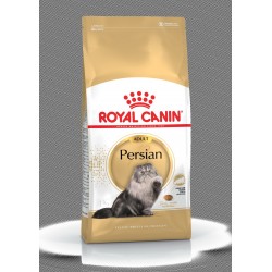 Persian Adult féline breed...