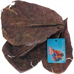 BETTA DÉCO Catappa leaves X14