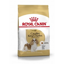 Cavalier King Charles Adult...