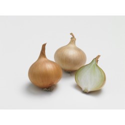 Oignon Rond STUTTGARTER...
