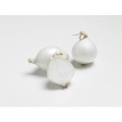 Oignon Blanc WHITE EBENEZER...