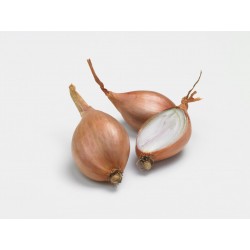 Échalote Longue JERMOR...