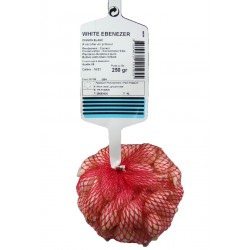 Oignon Blanc WHITE EBENEZER...