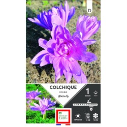 ERNEST TURC COLCHIQUE...