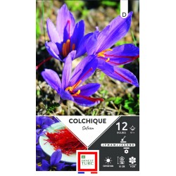 ERNEST TURC COLCHIQUE...