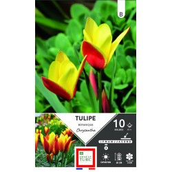 ERNEST TURC TULIPE...