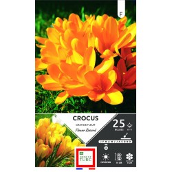 ERNEST TURC CROCUS grande...