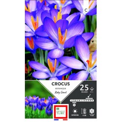 ERNEST TURC CROCUS...