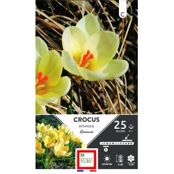 ERNEST TURC CROCUS...