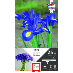 ERNEST TURC IRIS hollandica...