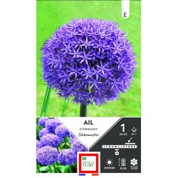 ERNEST TURC AIL d'ornement...