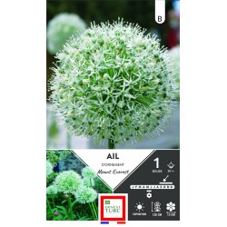 ERNEST TURC AIL d'ornement...