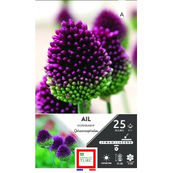 ERNEST TURC AIL d'ornement...