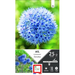 ERNEST TURC AIL d'ornement...