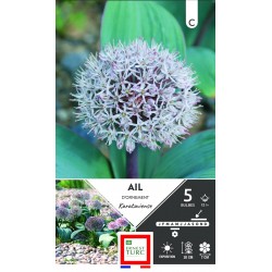 ERNEST TURC AIL d'ornement...