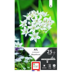 ERNEST TURC AIL d'ornement...